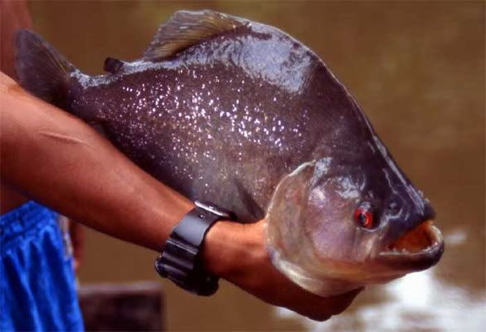 黑色食人魚