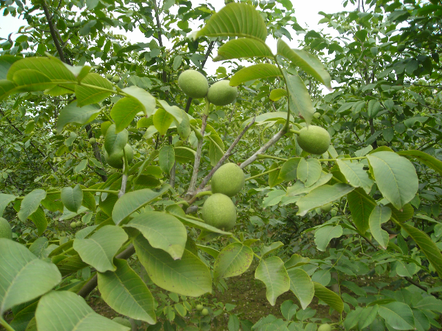 曹范核桃