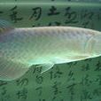 青龍魚