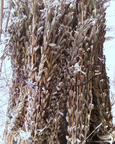 芝麻桿