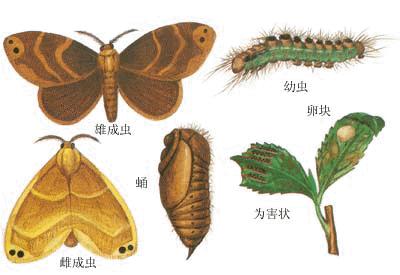 茶毛蟲 茶黃毒蛾 形態特徵 成蟲期 卵期 幼蟲期 蛹期 發生規律 防治方法 中文百科全書