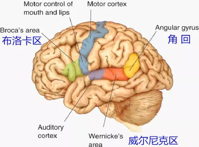 布洛卡區