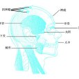 印堂(曲眉)