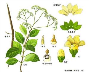 花皮膠藤屬