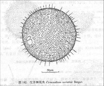 變異栗殼蟲