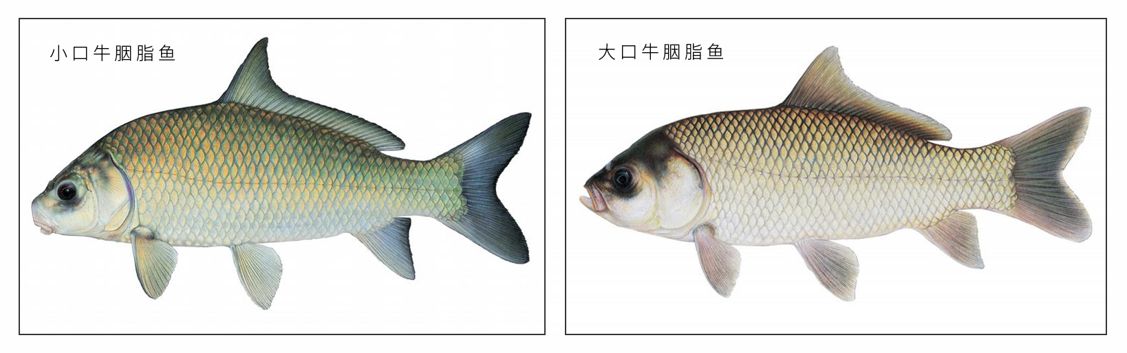 大口牛胭脂魚