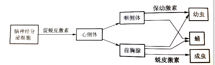 蛻皮機制