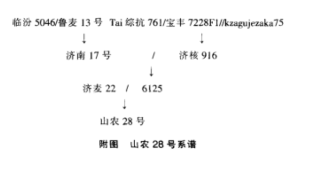 山農28號