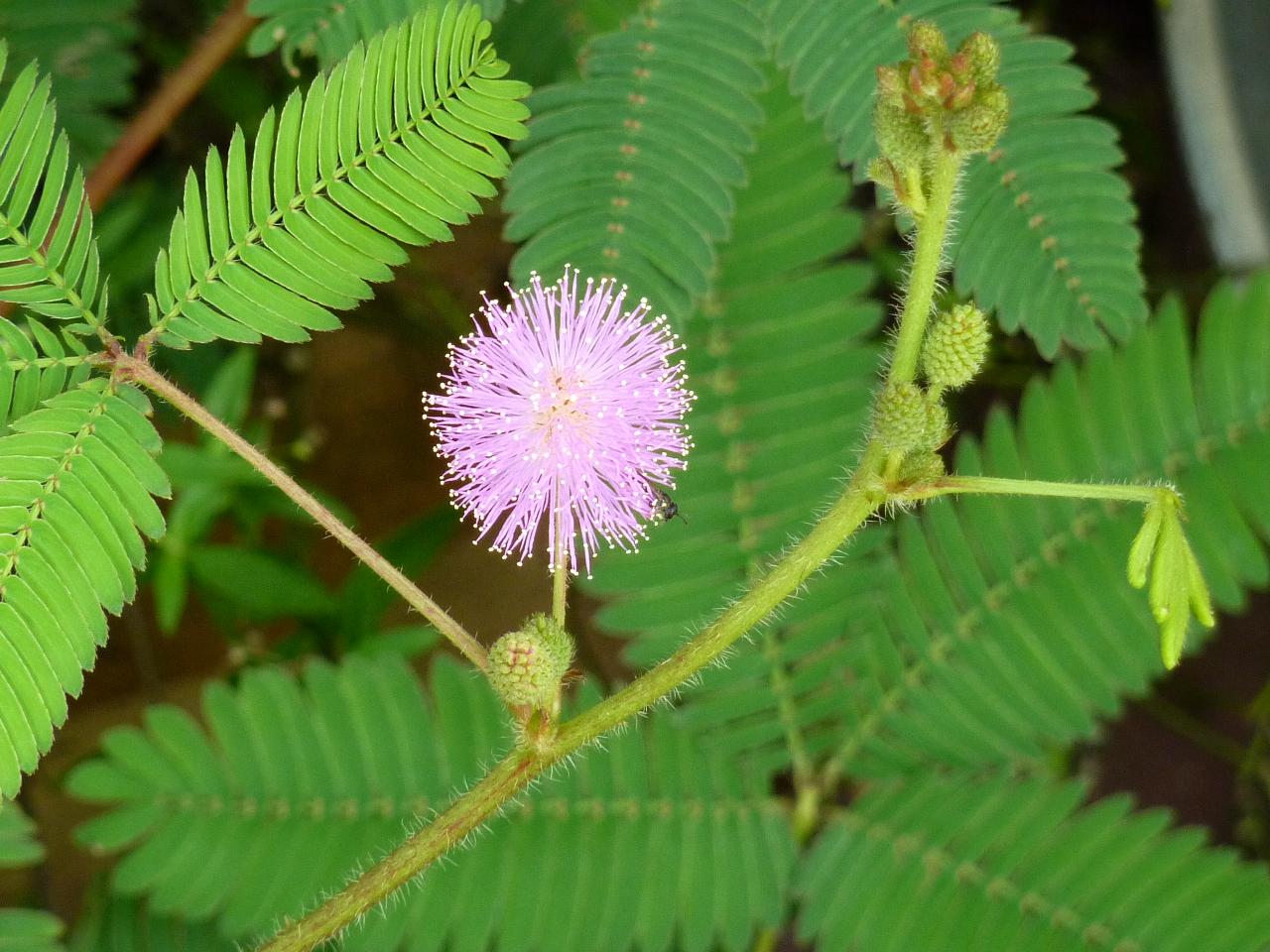 含羞花