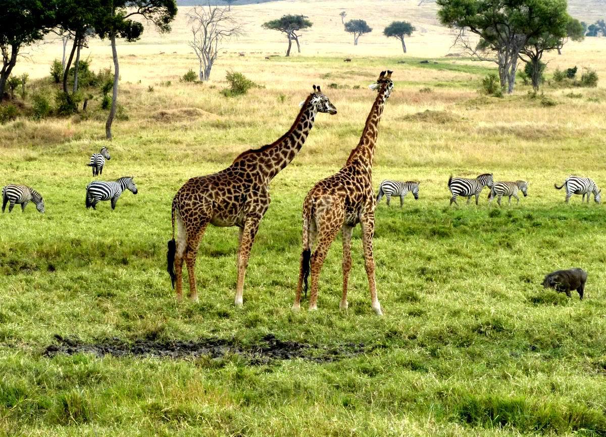 馬塞馬拉野生動物自然保護區