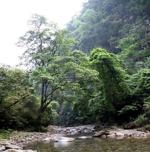 貴州金沙冷水河國家森林公園