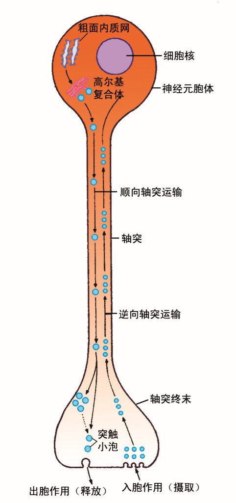 軸突運輸