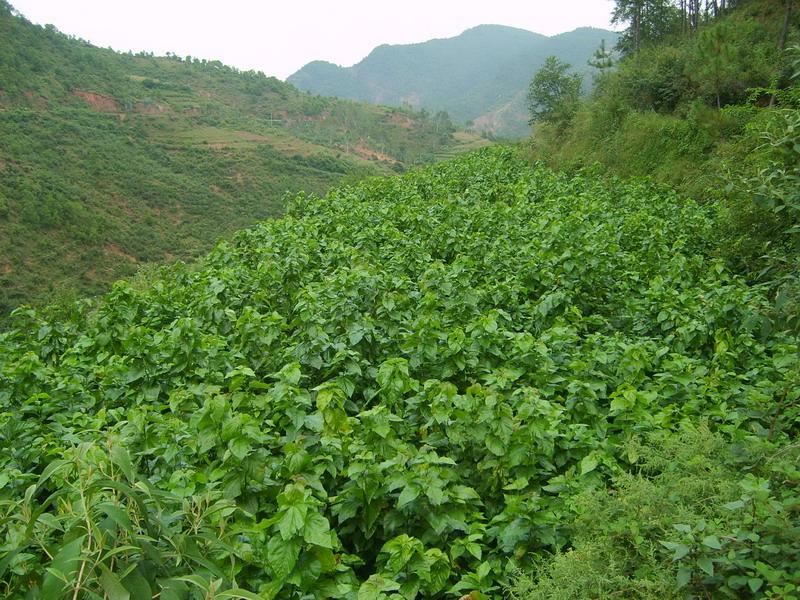 簸箕村(雲南省楚雄市大姚縣六苴鎮簸箕村)