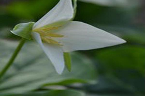 Trillium flexipes