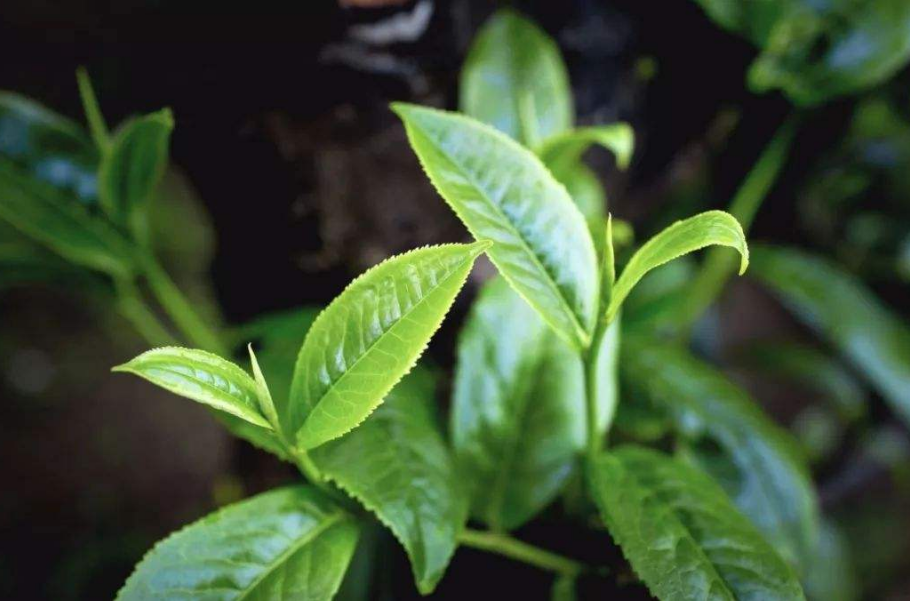 雲龍山大葉茶