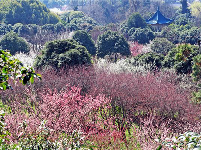 梅(梅花（薔薇科杏屬植物）)