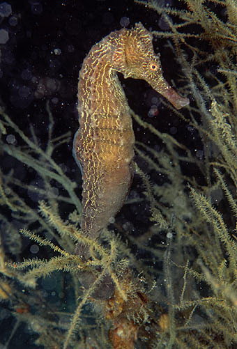 克氏海馬魚