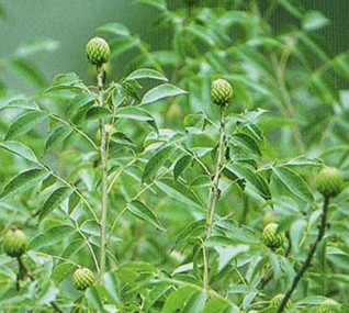 化香樹(植物)