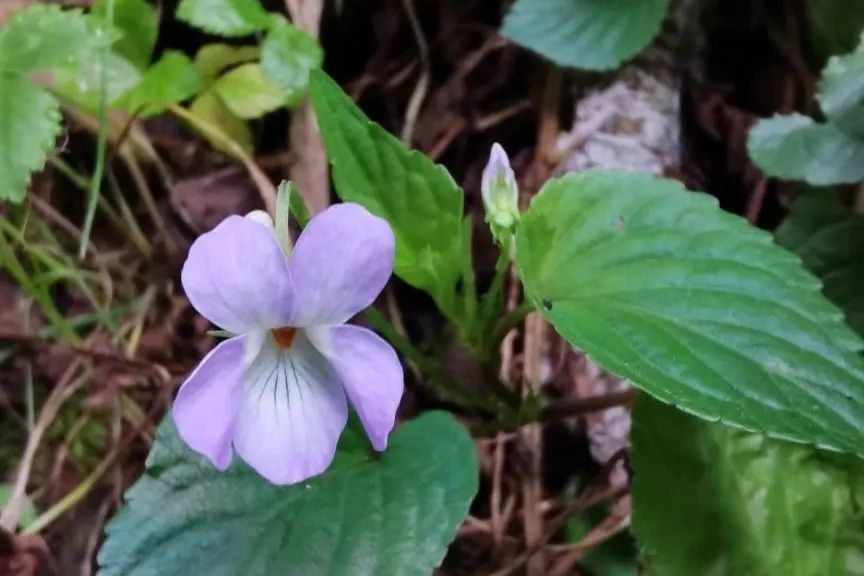 紫花堇菜(堇菜科堇菜屬植物)