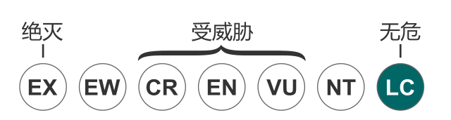 藍頭黑鸝