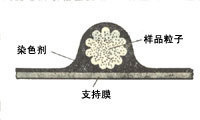 樣品製備