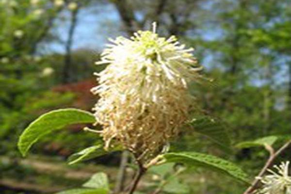 Fothergilla major \x27Red Licorice\x27