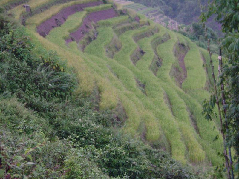 村中田園