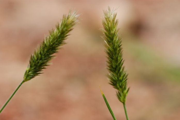 短芒紊草（變種）