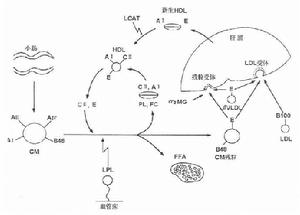 無氧代謝