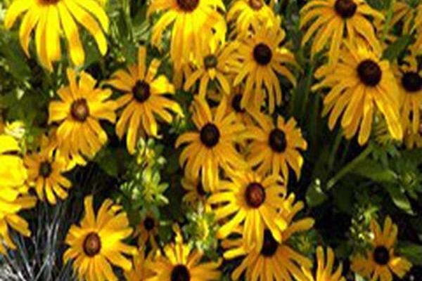 Rudbeckia \x27Glitters Like Gold\x27