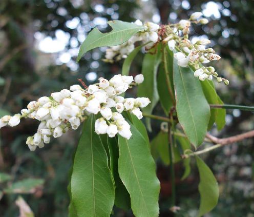 馬醉木(日本馬醉木)