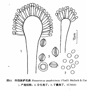 四繞新薩托菌