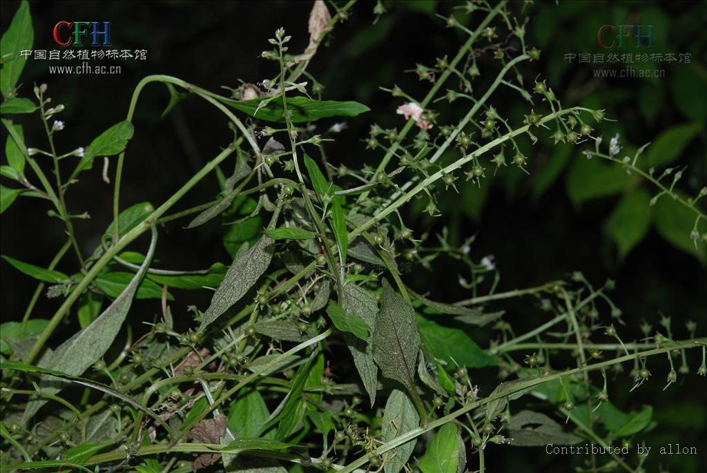 延葉珍珠菜