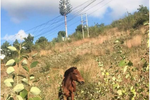 永寧馬