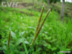 野青茅屬