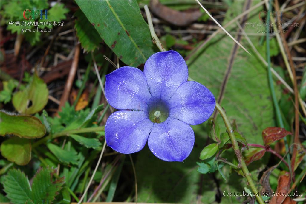 裂葉藍鐘花