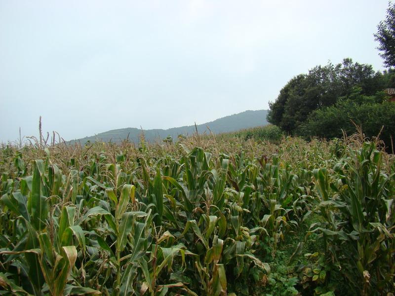 大垴村-玉米種植