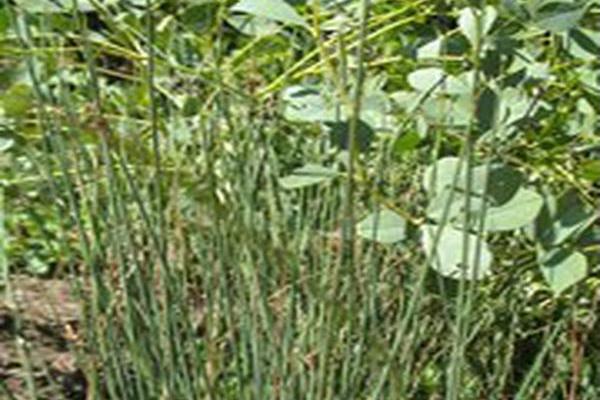 Carex bicknellii