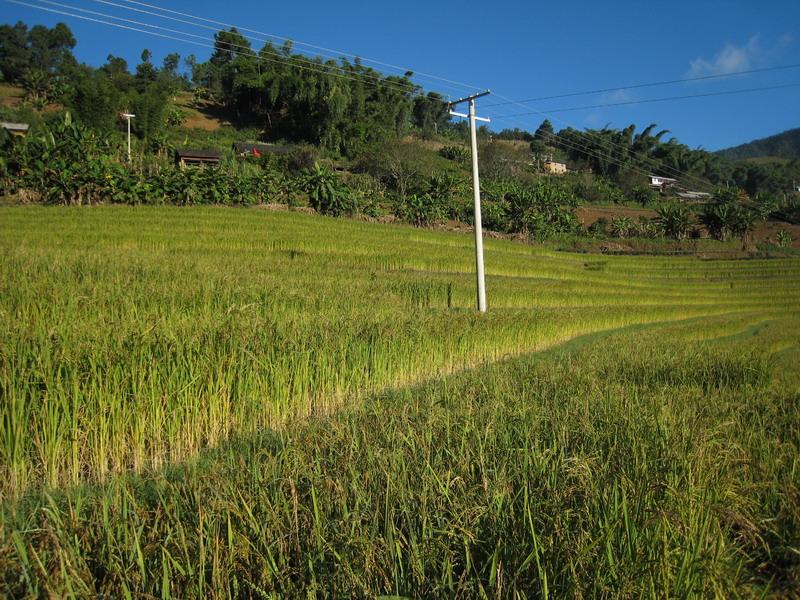 黃草壩自然村(雲南省大興鄉班壩黃草壩自然村)