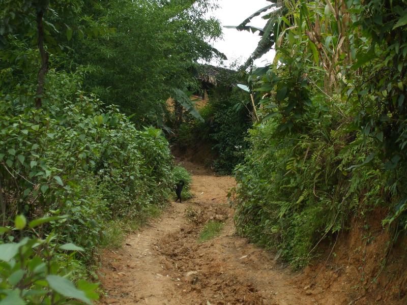 進村道路