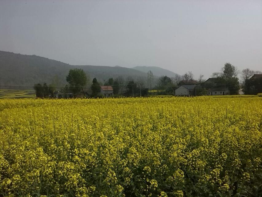 陽春鎮(油菜花)