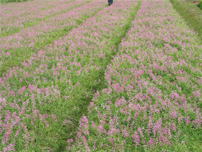 夏天無後花期