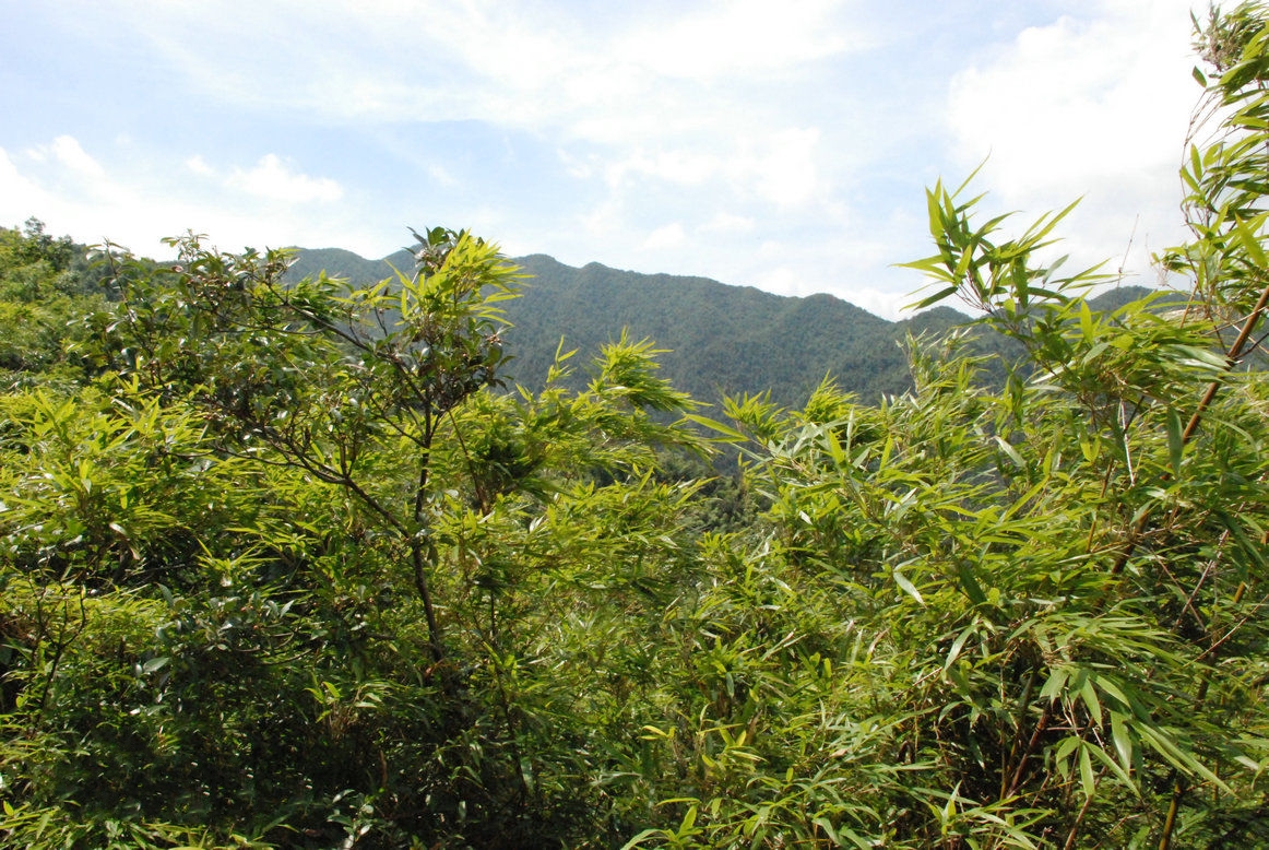 泰和縣紫瑤山