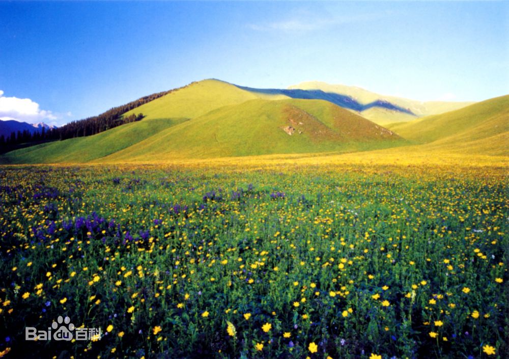 亞高山帶