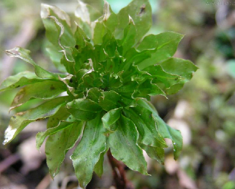 Rhodobryum giganteum Par.暖地大葉蘚