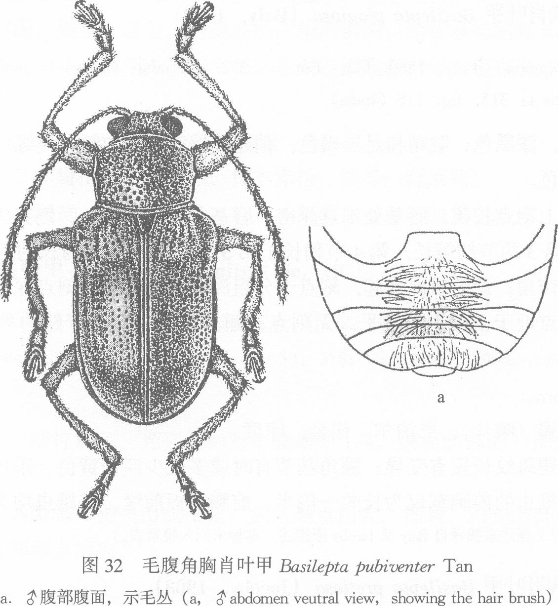 毛腹角胸肖葉甲