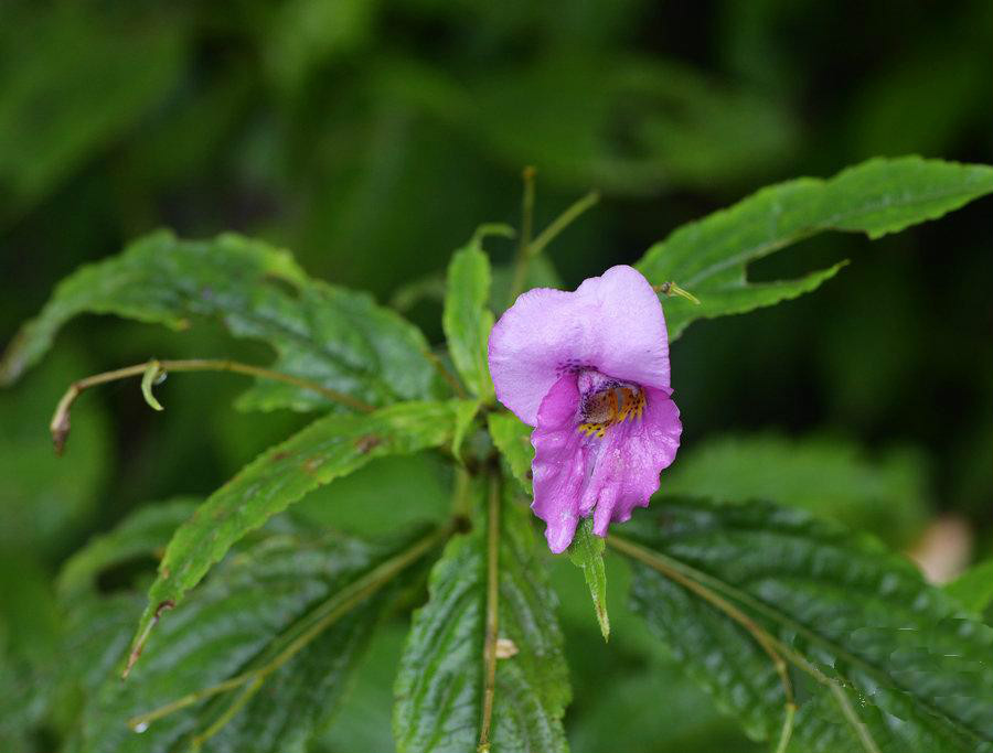 華麗鳳仙花