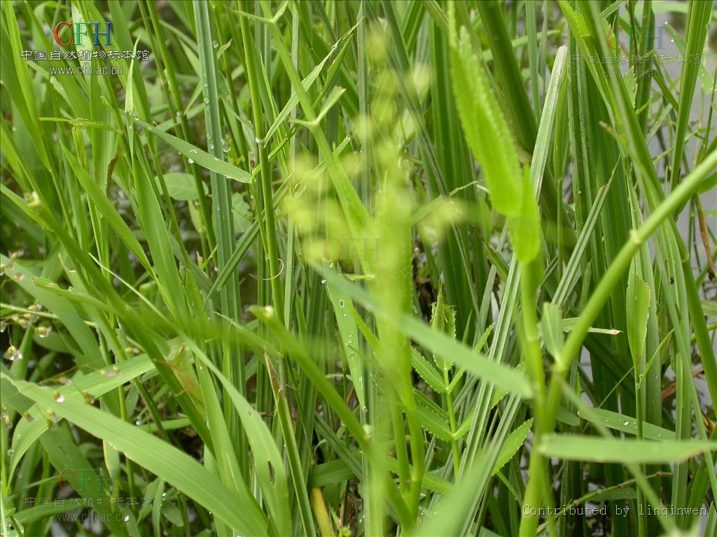 Isachne globosa