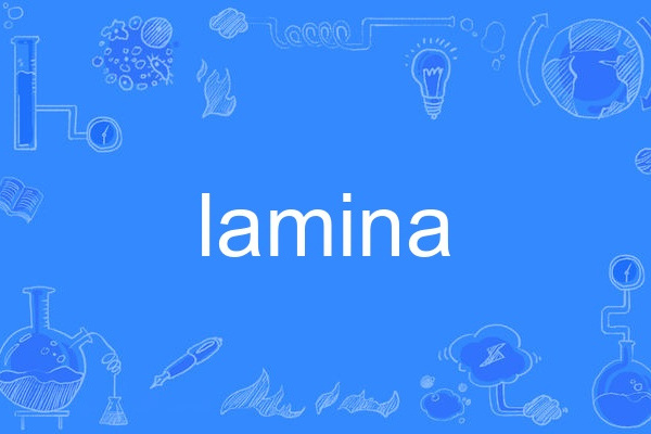 lamina