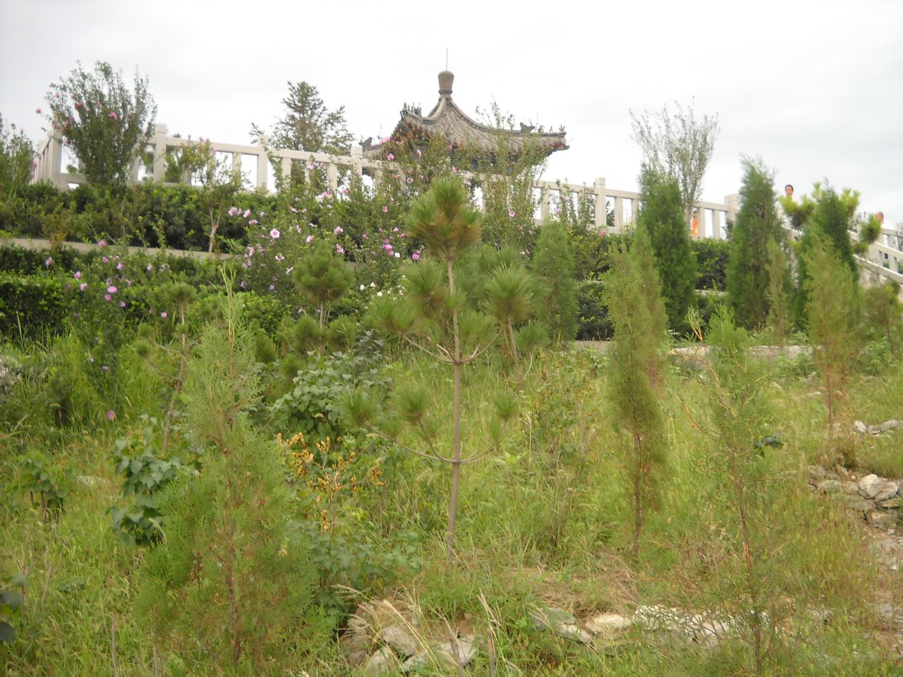 郎茂山東山頂涼亭，墨水河拍攝